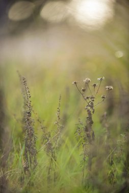 Arjantin 'in kırsal kesimlerindeki otlar