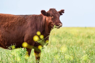Pampas Kırsalında Sığırlar, Arjantin Et Üretimi, La Pampa, Arjantin.
