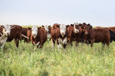 Pampas Kırsalında Sığırlar, Arjantin Et Üretimi, La Pampa, Arjantin.