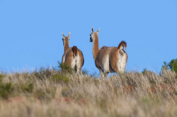 Guanacos Dans Parc National Lihue Calel Pampa Patagonie Argentine — Photo