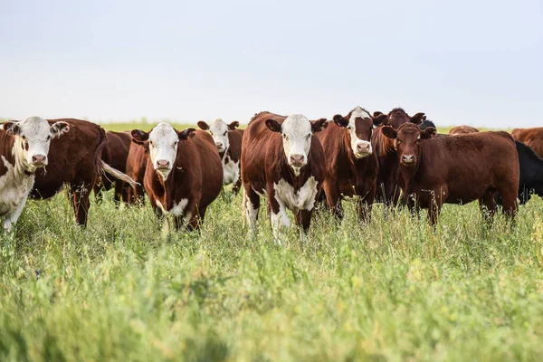 Runderen Het Platteland Van Pampas Argentijnse Vleesproductie Pampa Argentinië — Stockfoto