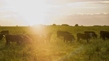 Pampas Kırsalında Sığırlar, Arjantin Et Üretimi, La Pampa, Arjantin.