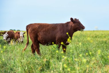 Pampas Kırsalında Sığırlar, Arjantin Et Üretimi, La Pampa, Arjantin.