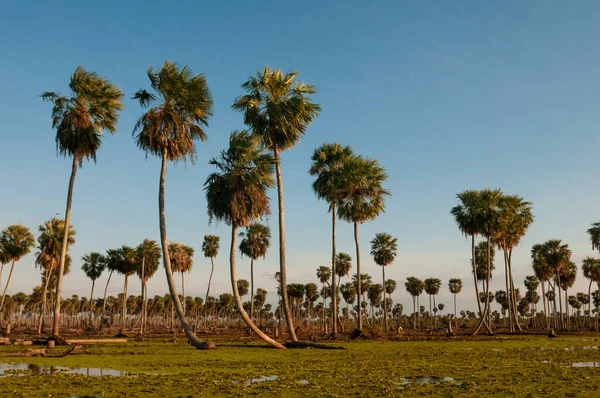 Sunst Palms Landscape Estrella Marsh Formosa Province Argentina — Stock Photo, Image