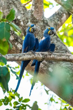 Ormandaki Hyacinth Macaw Pantanal Ormanı, Mato Gros