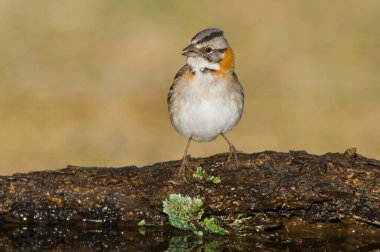 Rufous Sparrow, Zonotrichia capensis, Calden fores, La Pampa, Arjantin