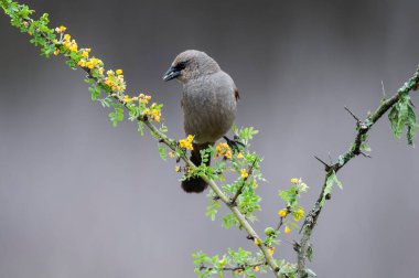 Calden Ormanı 'nda Bay winged Cowbird, La Pampa Eyaleti, Patagonya, Arjantin.