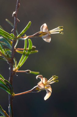 Yarı çölde vahşi çiçekler, Calden Ormanı, La Pampa Arjantin