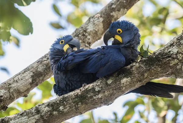 Hyacinth Macaw Forest Environment Pantanal Forest Mato Gros — Stock Photo, Image