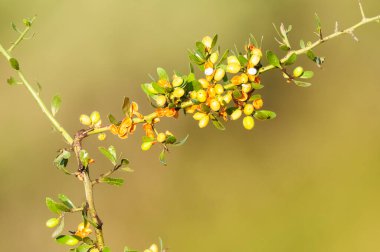 Pampas ormanlarında vahşi meyveler, La Pampa Eyaleti, Patagonya, Arjantin.