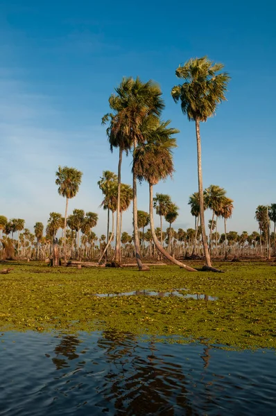 阿根廷福莫萨省La Estrella沼泽的阳光棕榈景观 — 图库照片