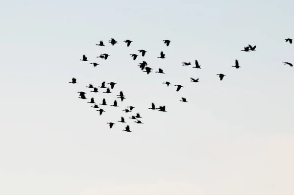 Egret Flock Flight Pampa Province Patagonia Argentina — Stock Photo, Image