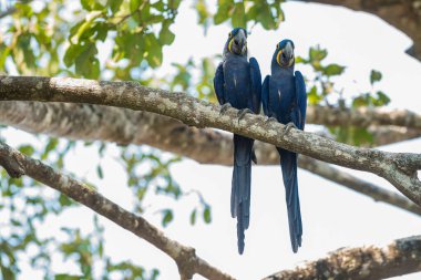 Ormandaki Hyacinth Macaw Pantanal Ormanı, Mato Gros