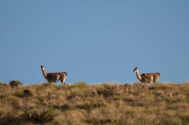 Guanacos Lihue Calel Ulusal Parkı, La Pampa, Patagonya, Arjantin.