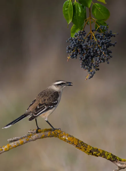 White Banded Mockingbird Патагония Аргентина — стоковое фото