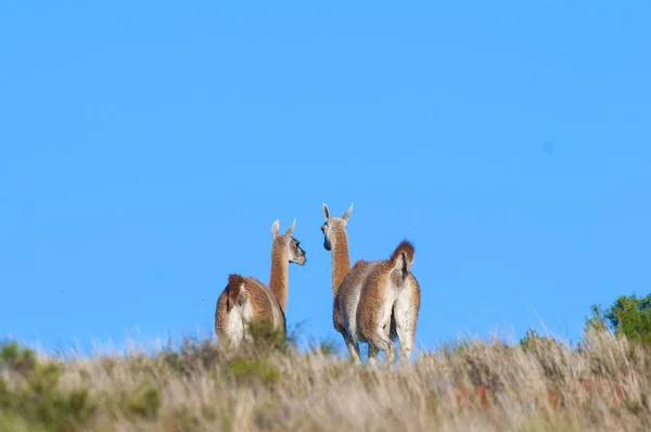 Guanacos Národním Parku Lihue Calel Pampa Patagonia Argentina — Stock fotografie