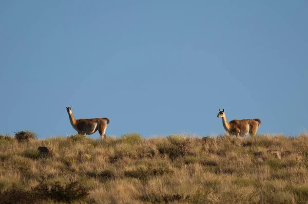 Guanacos Lihue Calel National Park Pampa Patagônia Argentina — Fotografia de Stock