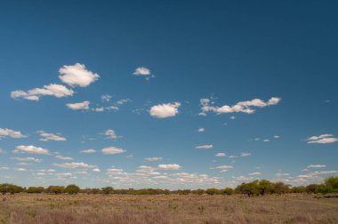 Pampas ağacı manzarası, La Pampa ili, Patagonya, Arjantin.