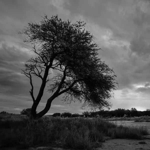 Τοπίο Δέντρα Πάμπας Επαρχία Pampa Παταγονία Αργεντινή — Φωτογραφία Αρχείου