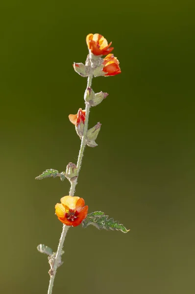 Vilda Blommor Halvöde Miljö Calden Forest Pampa Argentina — Stockfoto