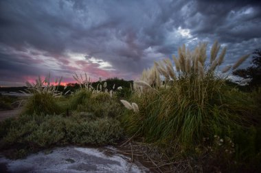 Pampas Çim Çiçeği, La Pampa Eyaleti, Patagonya, Arjantin.