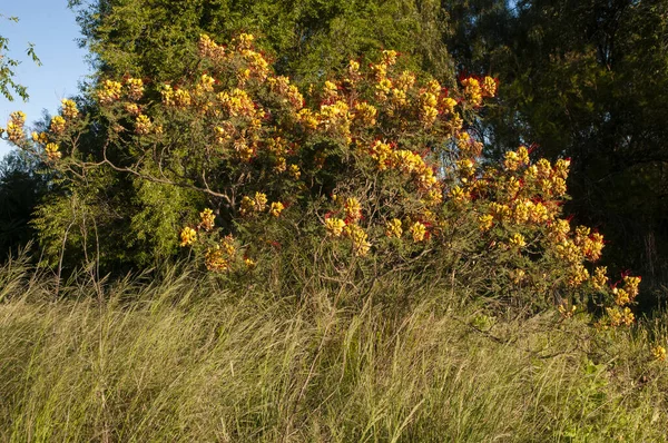 Flor Selvagem Catamarca Caesalpinia Gilliesii Pampa Argentina — Fotografia de Stock