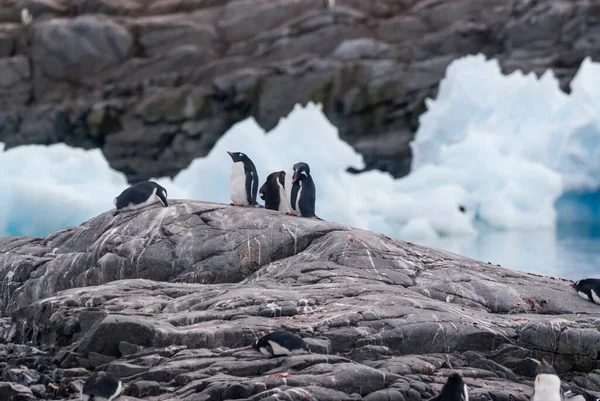 Gentopingviini Etelämantereella — kuvapankkivalokuva