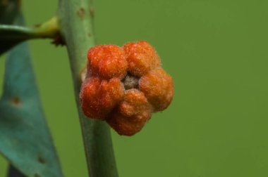 Patagonya, Arjantin 'deki Pampas Ormanında Gevşek Quebracho