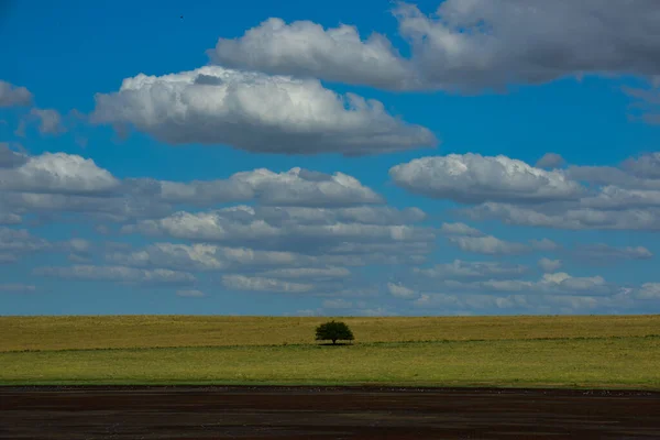 Pampas Árvore Paisagem Província Pampa Patagônia Argentina — Fotografia de Stock