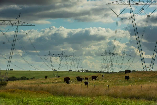 Krávy Pasoucí Argentinském Venkově Pod Elektrickým Vedením Které Překračuje — Stock fotografie