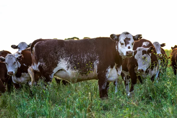 Βοοειδή Στην Επαρχία Pampas Παραγωγή Κρέατος Αργεντινής Pampa Αργεντινή — Φωτογραφία Αρχείου