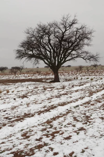 パンパ パタゴニア アルゼンチンの農村環境の雪景色 — ストック写真