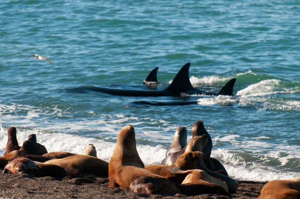 猎杀鲸鱼 奥尔卡 猎杀海狮 半岛山谷 巴塔哥尼亚阿根廷 — 图库照片