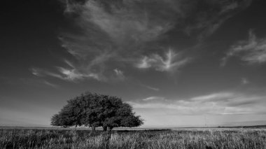 Pampas ağacı manzarası, La Pampa ili, Patagonya, Arjantin.