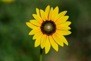Yarı çölde vahşi çiçekler, Calden Ormanı, La Pampa Arjantin