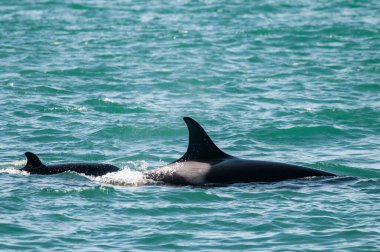 Patagonya 'da iki balina