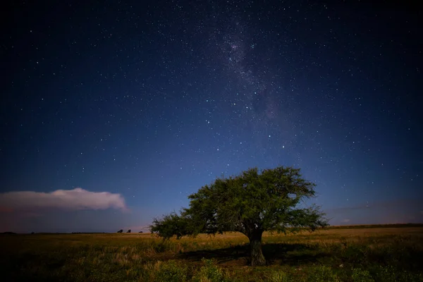 Krajobraz Pampas Fotografowany Nocą Gwiaździstym Niebem Prowincja Pampa Patagonia Argentyna — Zdjęcie stockowe