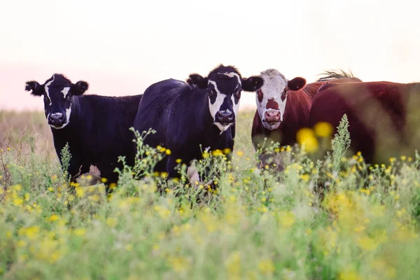 Rinder Der Pampa Argentinische Fleischproduktion Pampa Argentinien — Stockfoto
