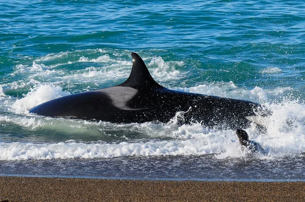 stock image Killer Whale, Orca, hunting a sea lions , Peninsula Valdes, Patagonia Argentina