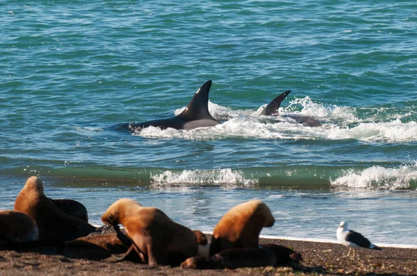Ballena Asesina Orca Cazando Lobos Marinos Península Valdés Patagonia Argentina —  Fotos de Stock