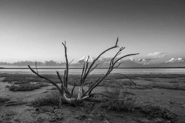Wüstenlandschaft Zerbrochener Trockener Boden Einer Pampaslagune Provinz Pampa Patagonien Argentinien — Stockfoto