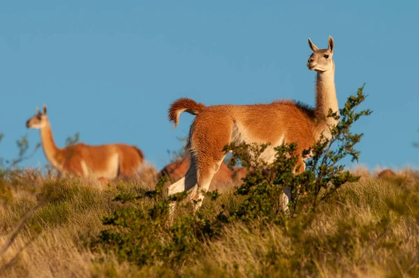 Guanacos Nel Parco Nazionale Lihue Calel Pampa Patagonia Argentina — Foto Stock