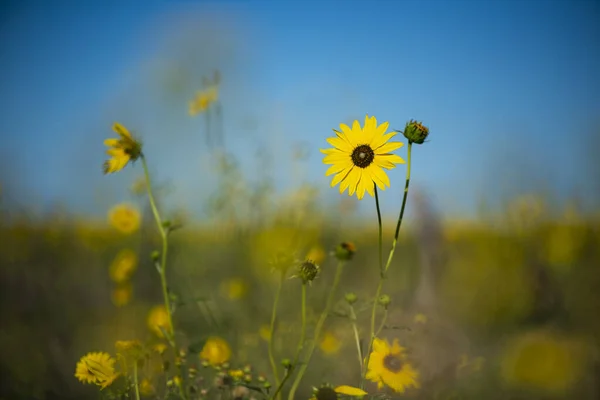 Wild Flowers Semi Desertic Environment Calden Forest Pampa Argentina — Stock Photo, Image
