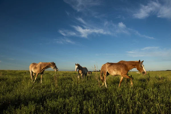 Άλογα Στην Ύπαιθρο Της Αργεντινής Επαρχία Pampa Παταγονία Αργεντινή — Φωτογραφία Αρχείου