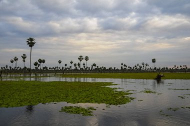 La Estrella Marsh, Formosa, Arjantin 'de palmiye manzarası.