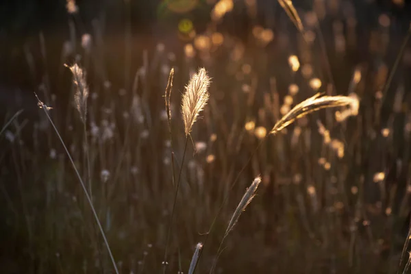 Αφηρημένα Μοτίβα Grass Υφή Εξερευνώντας Την Ουσία Του Abstracted Grassland — Φωτογραφία Αρχείου