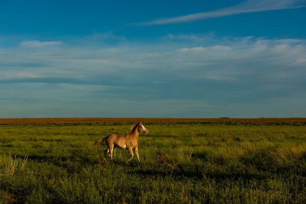 Cavalos Coutryside Argentino Província Pampa Patagônia Argentina — Fotografia de Stock