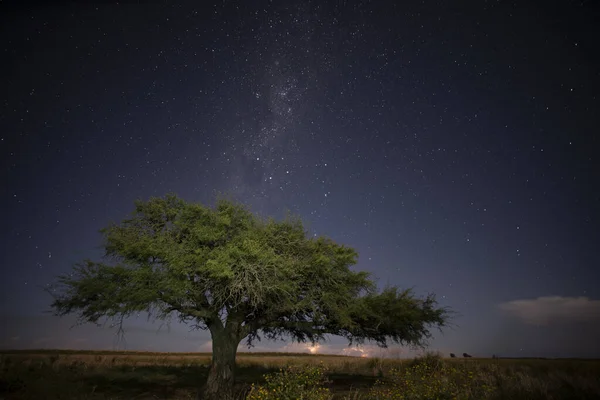 Ландшафт Пампаса Фотографував Вночі Зоряне Небо Провінція Пампа Патагонія Аргентина — стокове фото