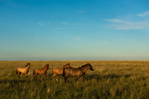 Άλογα Στην Ύπαιθρο Της Αργεντινής Επαρχία Pampa Παταγονία Αργεντινή — Φωτογραφία Αρχείου