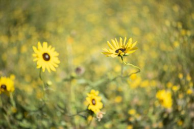 Yarı çölde vahşi çiçekler, Calden Ormanı, La Pampa Arjantin